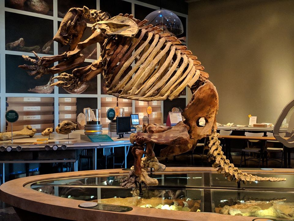 Harlan's ground sloth (Paramylodon harlani) skeleton