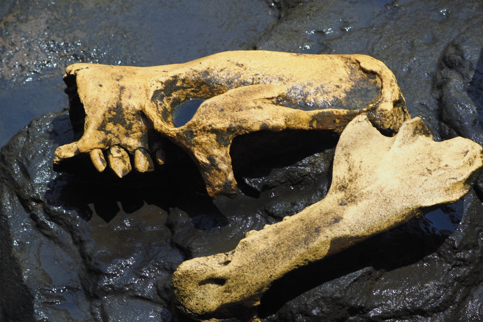 Harlan's ground sloth skull replica