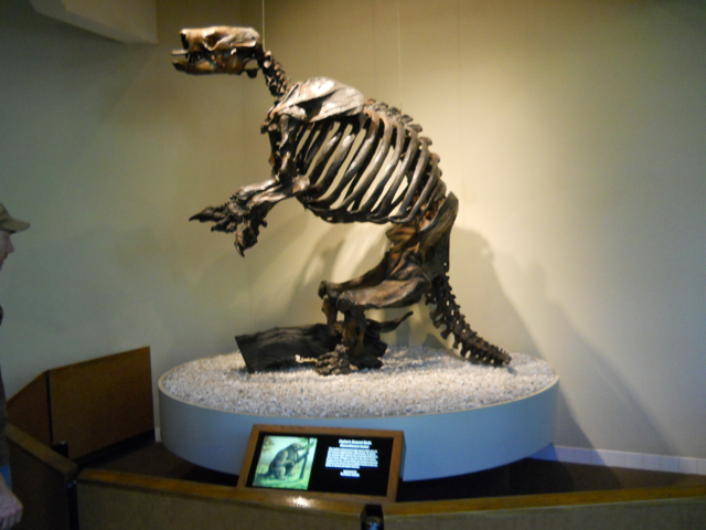 Harlan's ground sloth