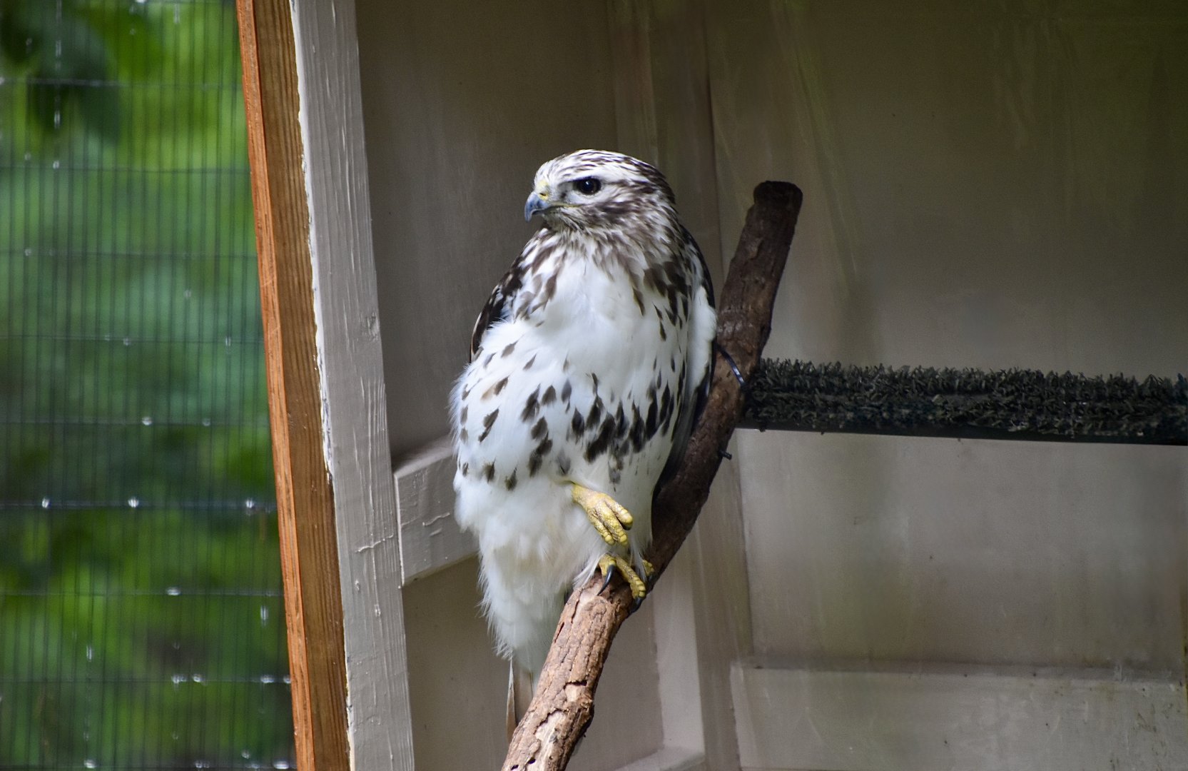 Harlan's Red-Tailed Hawk (Buteo jamaicensis harlani) light morph - "Blaze"