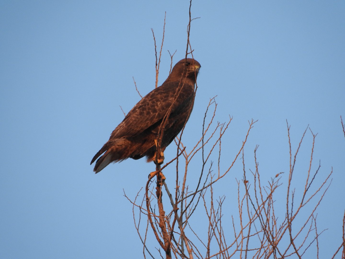 Harlan's Red-tailed Hawk