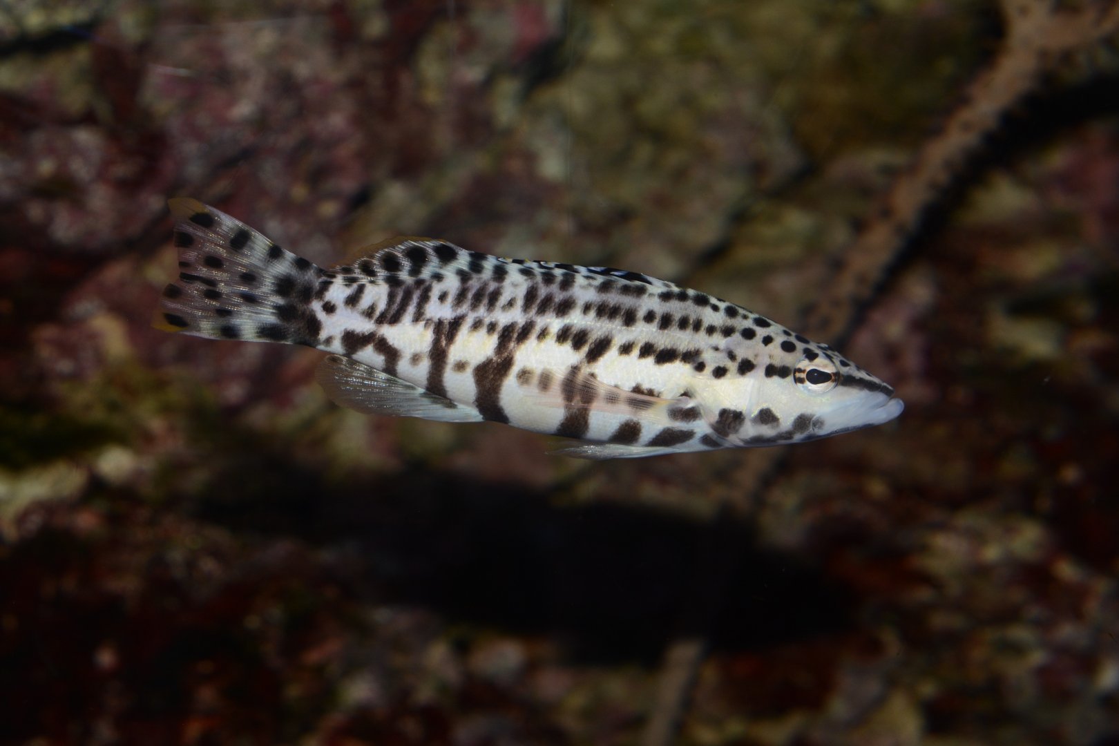 Harlequin bass (Serranus tigrinus)