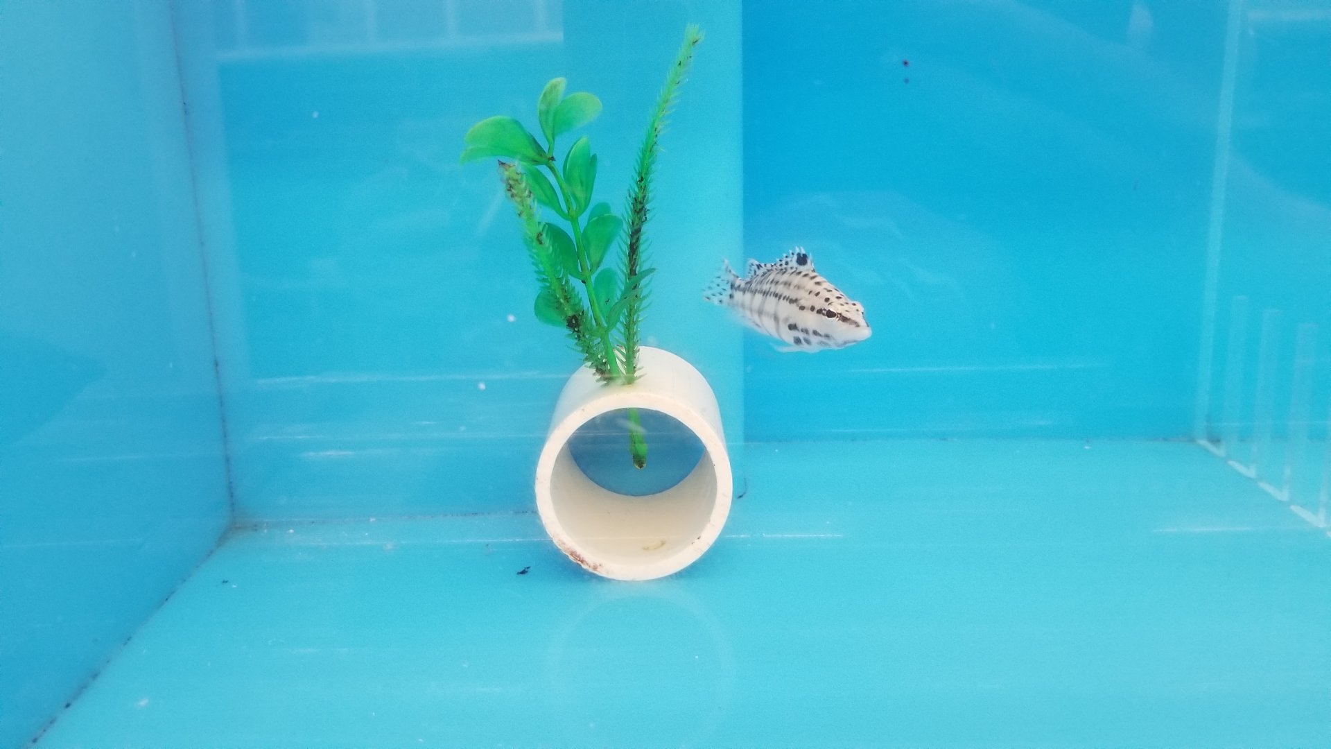 Harlequin bass, Serranus tigrinus