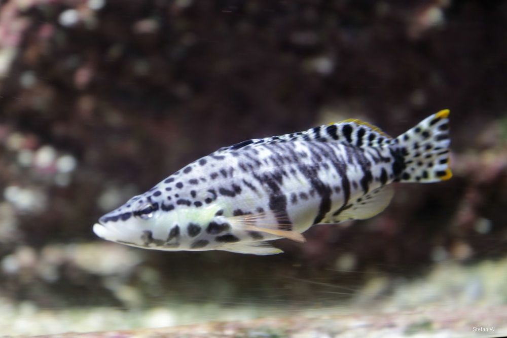 Harlequin bass (Serranus tigrinus)