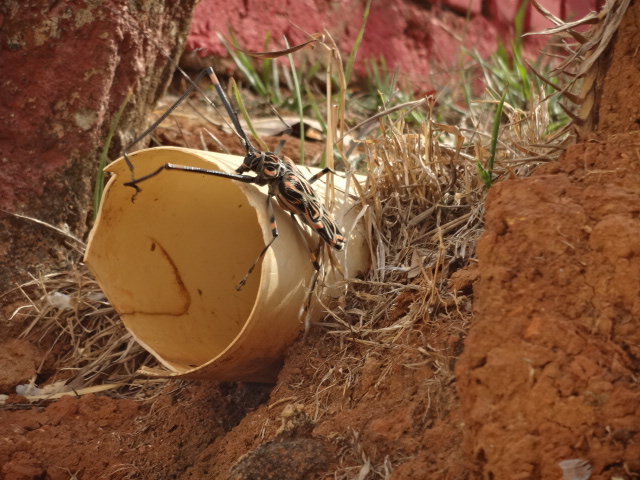 Harlequin beetle - Belo Horizonte, MG Brazil