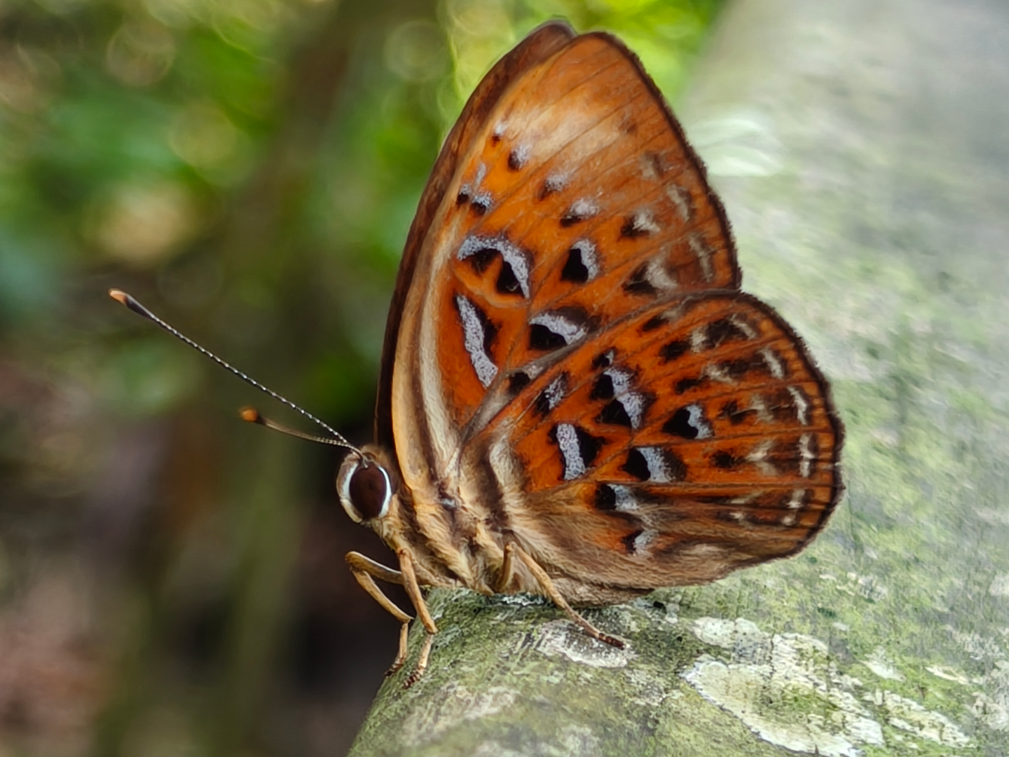 Harlequin Butterfly (Taxila haquinus haquinus)