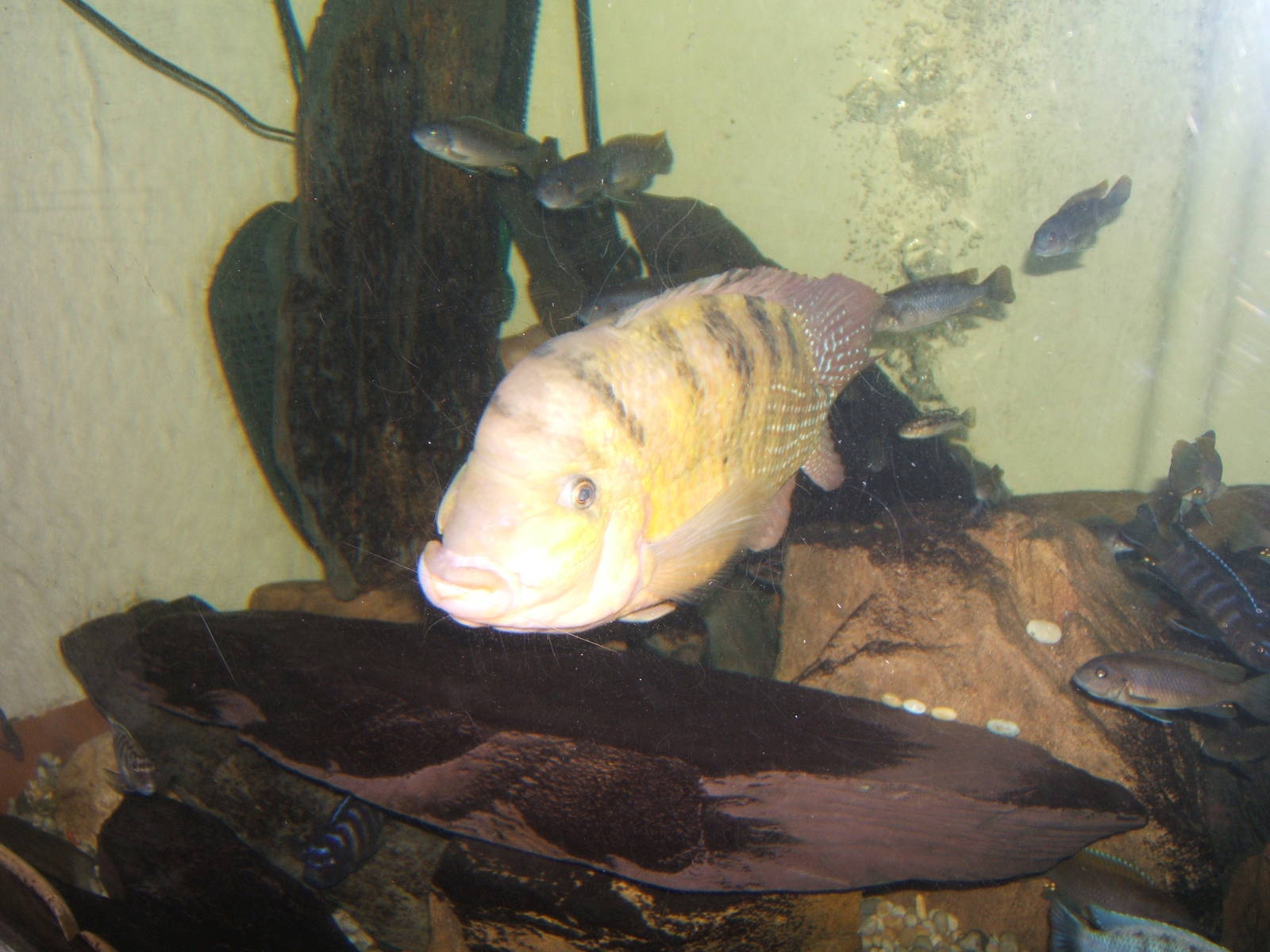 Harlequin Cichlid