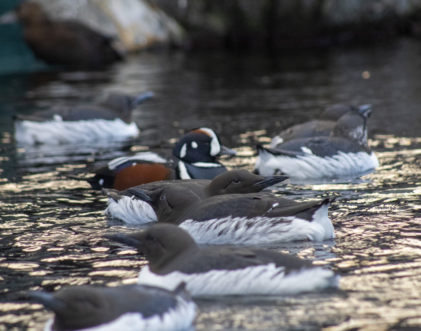 Harlequin Duck and Common Murres