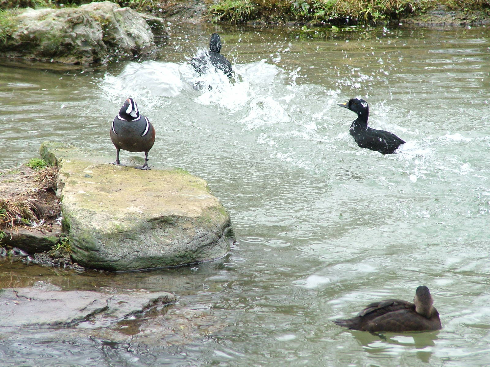 Harlequin Duck and Common Scoters - Myvatn pen at Arundel WWT 13/03/10