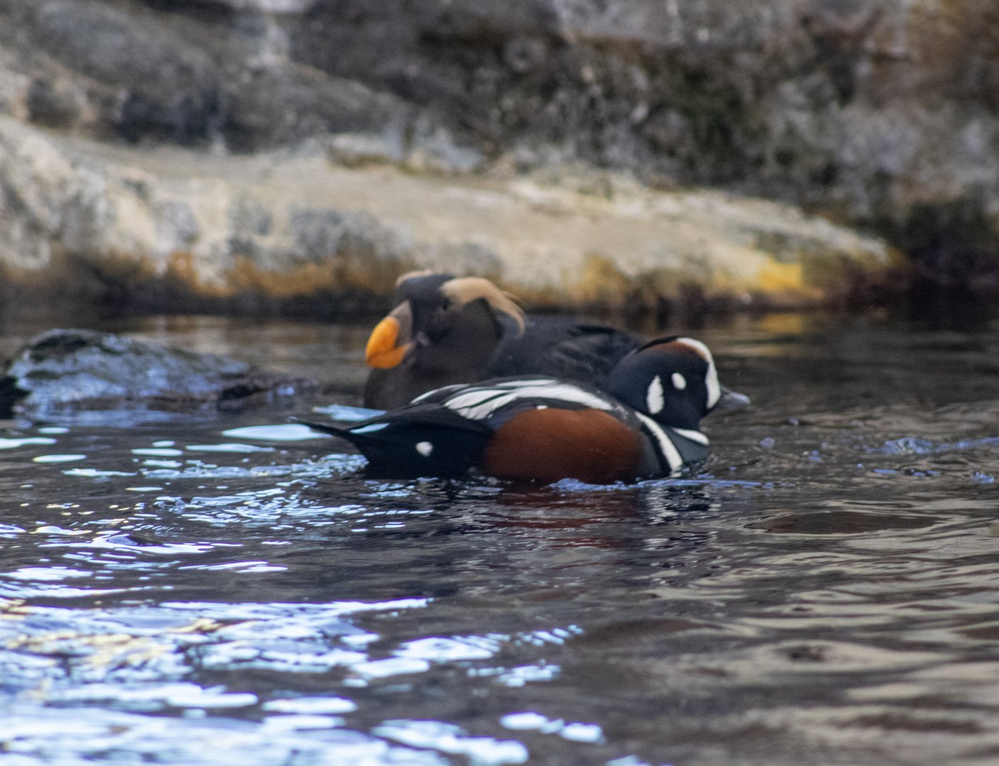 Harlequin Duck and Tufted Puffin