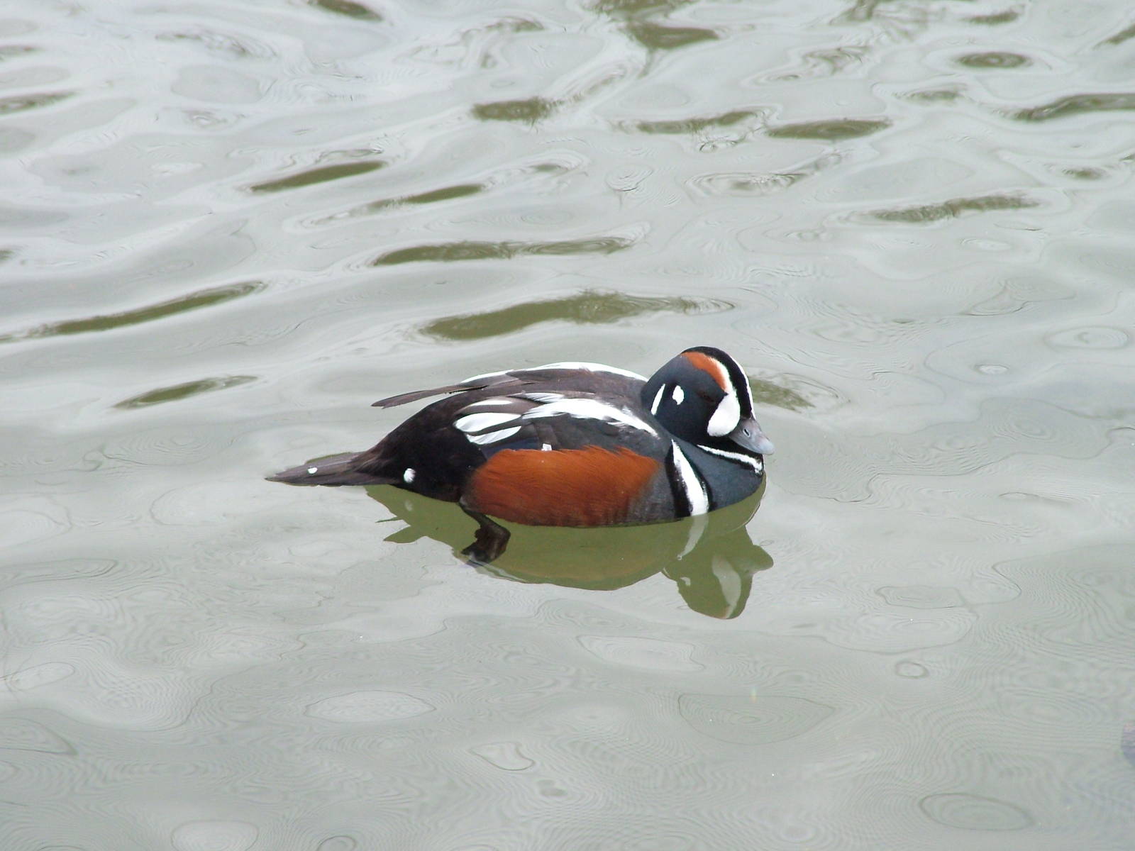 Harlequin Duck at Arundel WWT 13/03/10