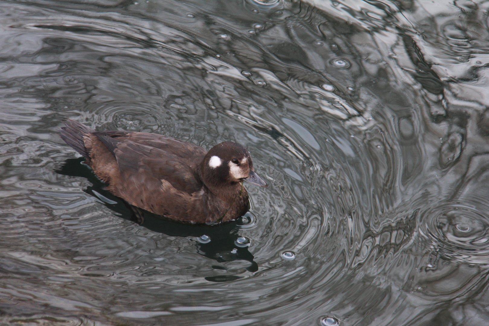 harlequin duck, Beijing city