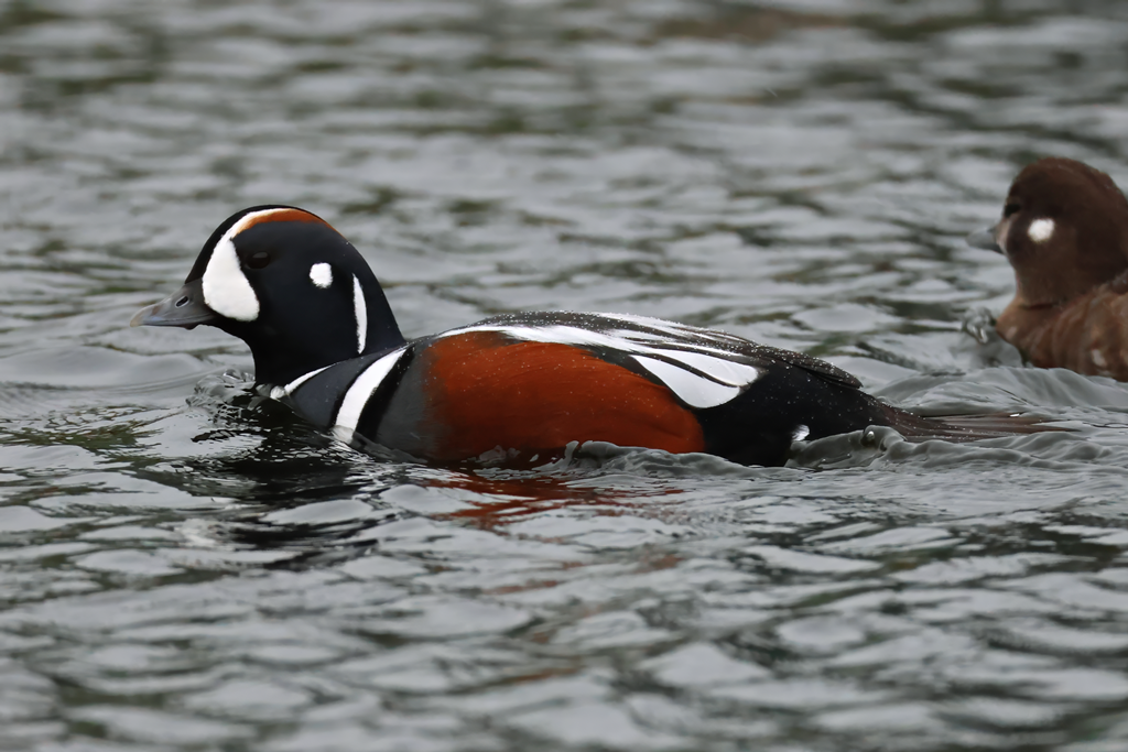 Harlequin duck (Histrionicus histrionicus) - Brook Valley Zoo