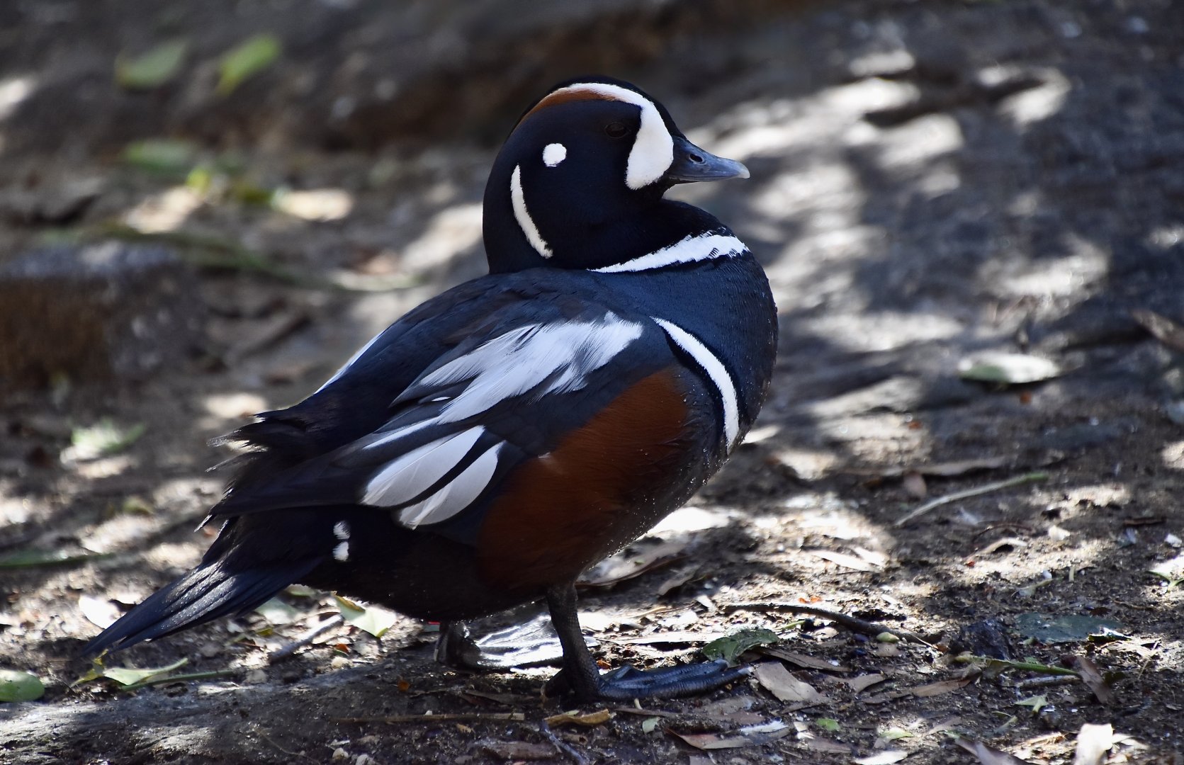 Harlequin Duck (Histrionicus histrionicus) male