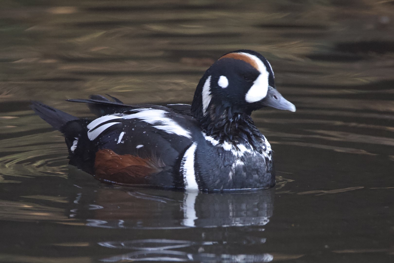 Harlequin duck/ Histrionicus histrionicus