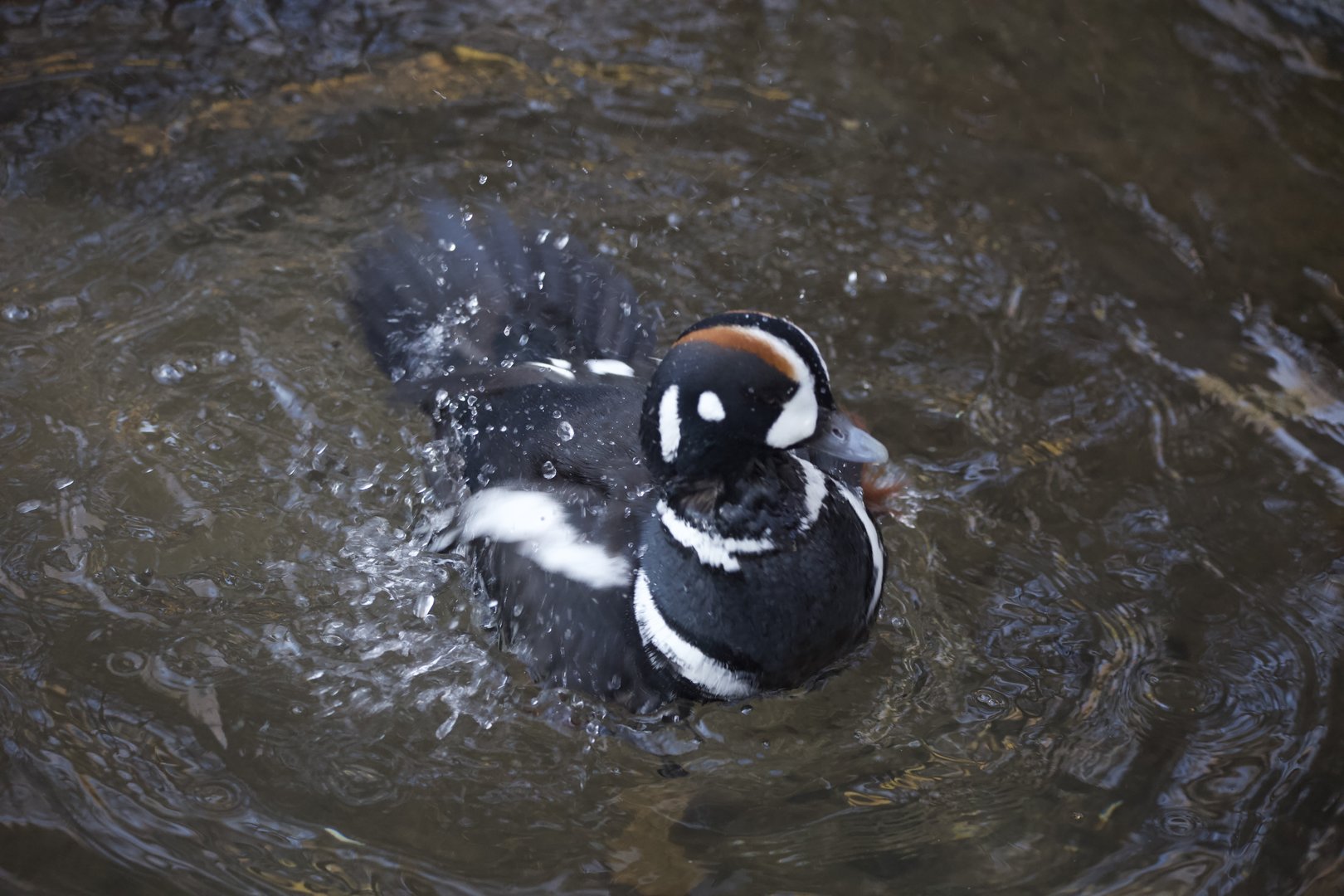 Harlequin duck/ Histrionicus histrionicus