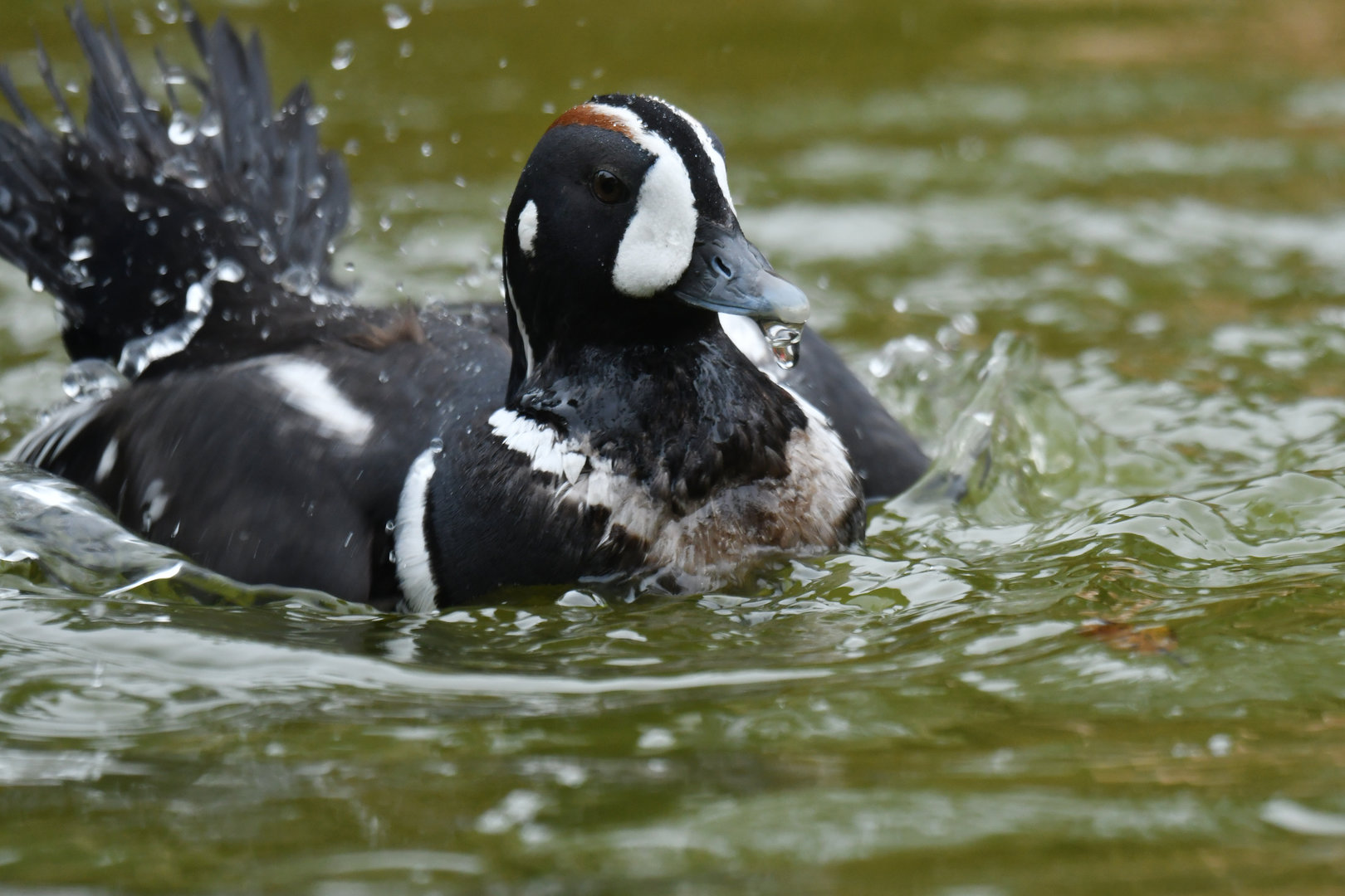 Harlequin Duck Histrionicus histrionicus