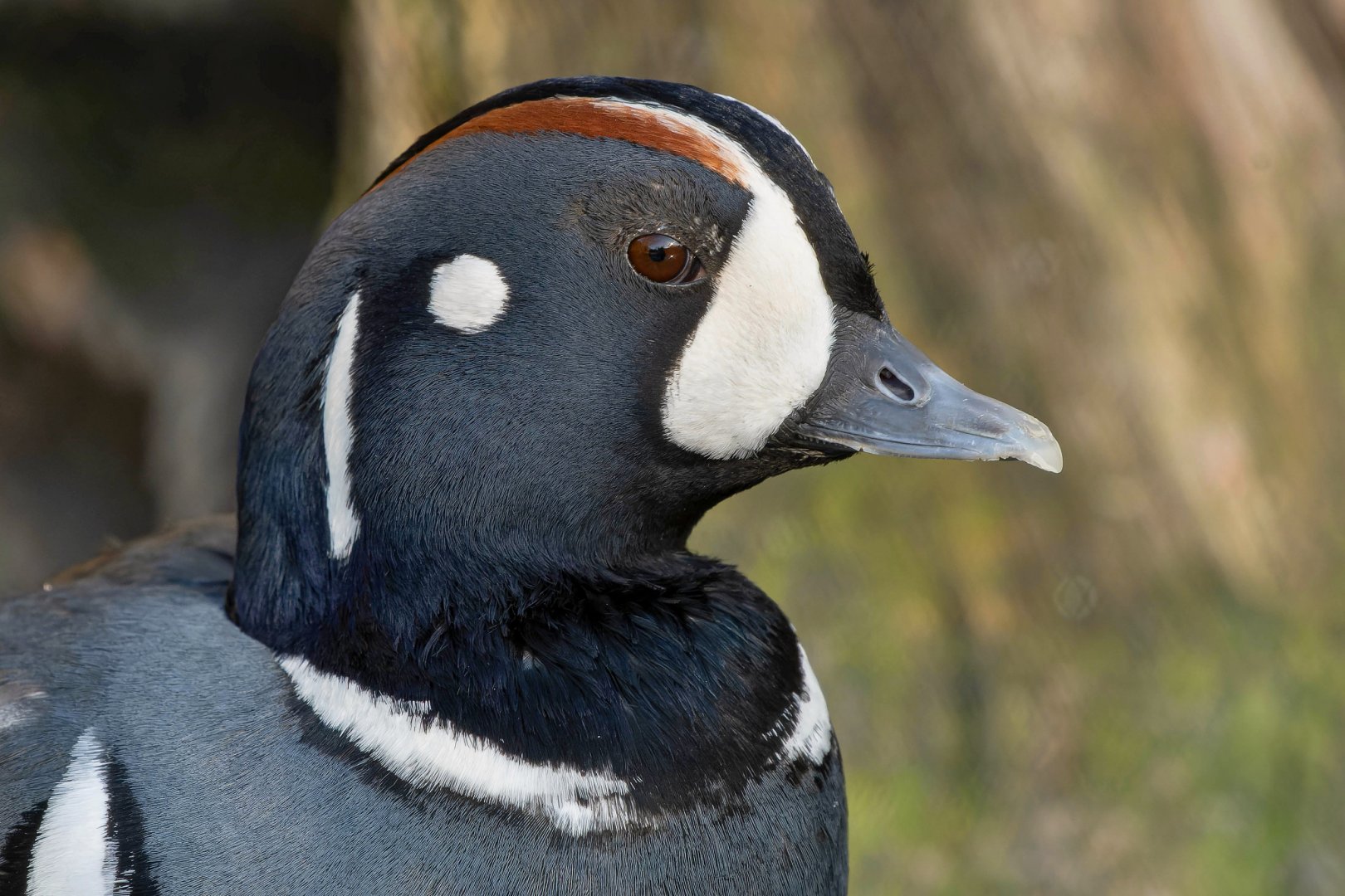 Harlequin duck (Histrionicus histrionicus)