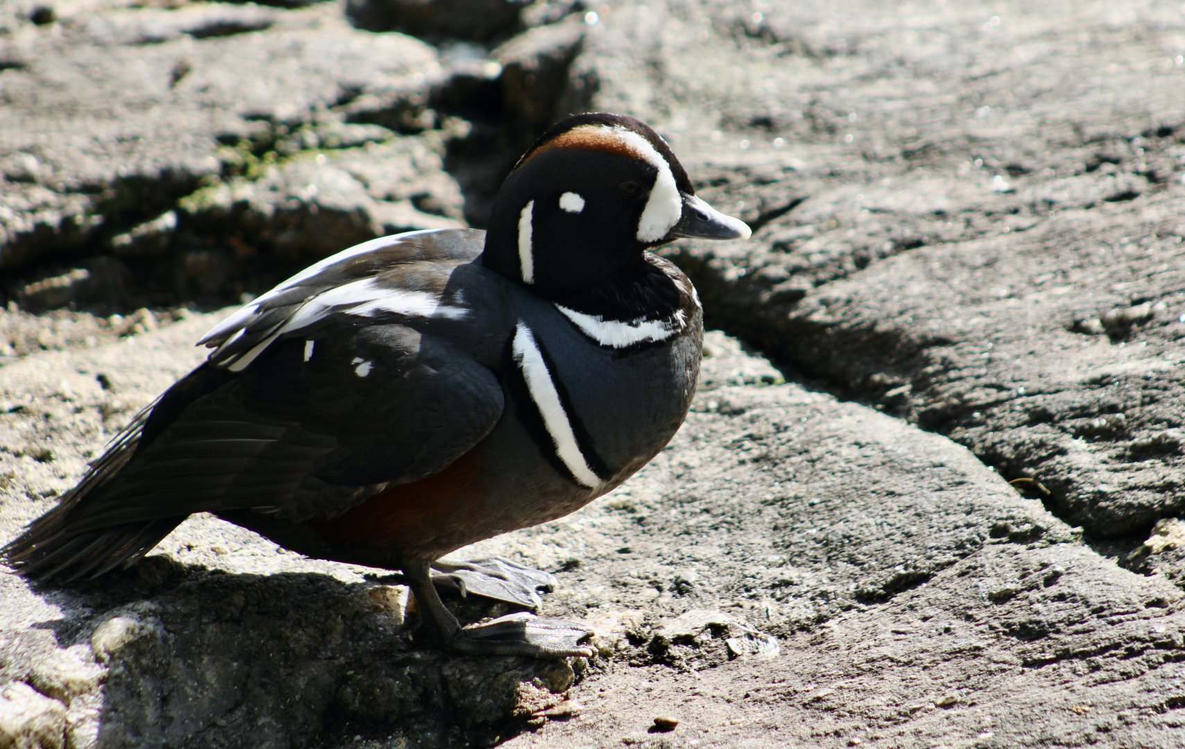Harlequin Duck (Histrionicus histrionicus)