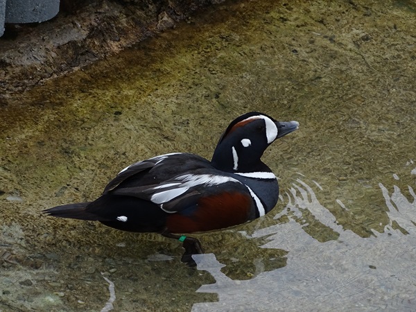 Harlequin duck (Histrionicus histrionicus)
