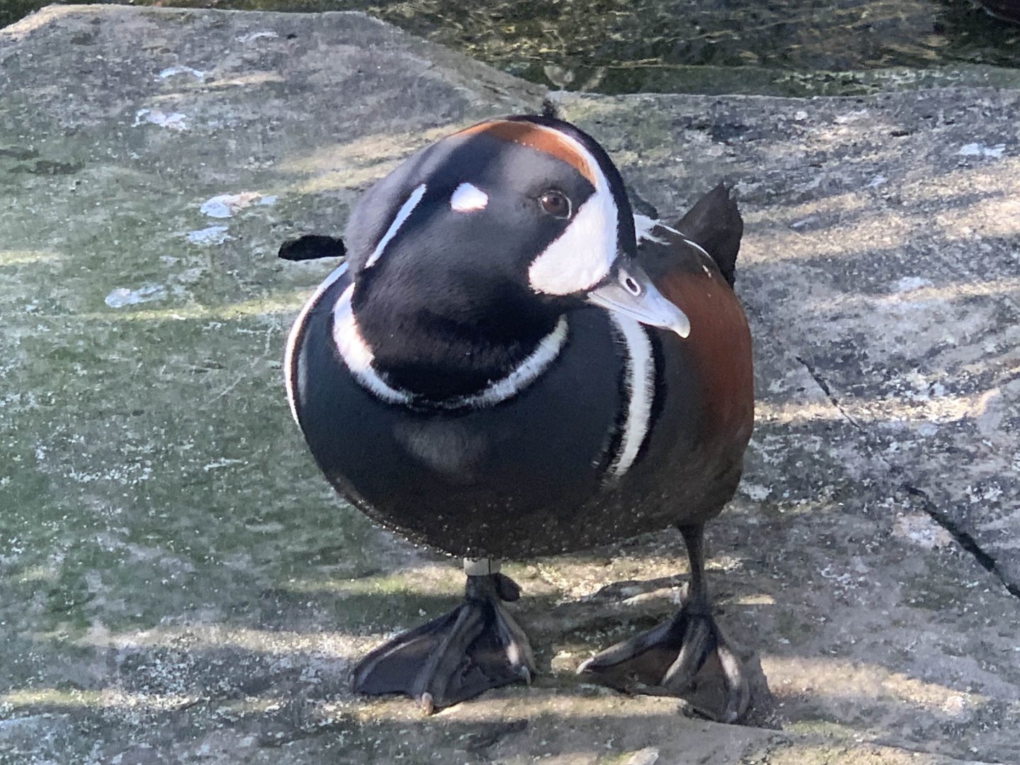 Harlequin Duck (Histrionicus histrionicus)