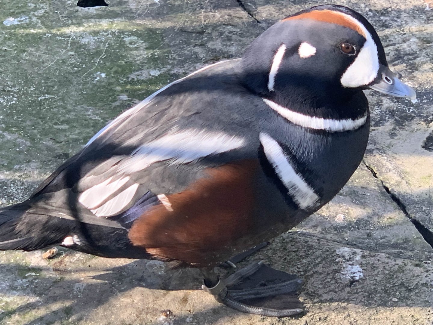 Harlequin Duck (Histrionicus histrionicus)