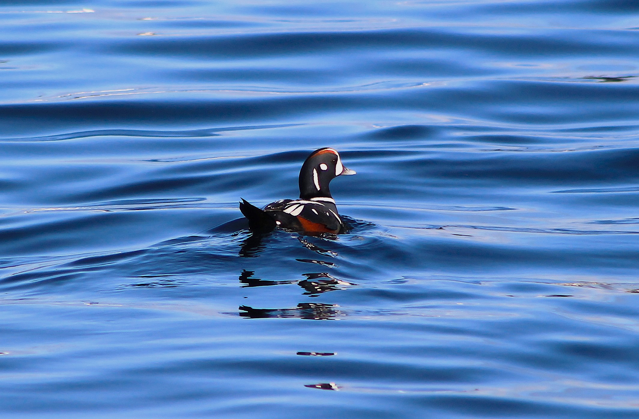 Harlequin Duck (Histrionicus histrionicus)