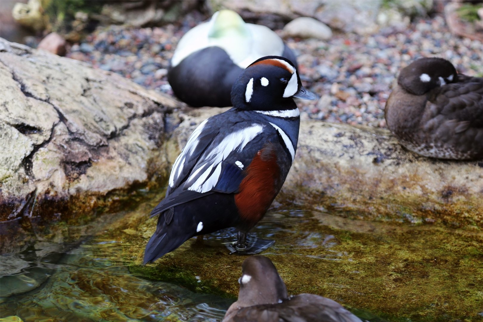 Harlequin Duck (Histrionicus histrionicus)