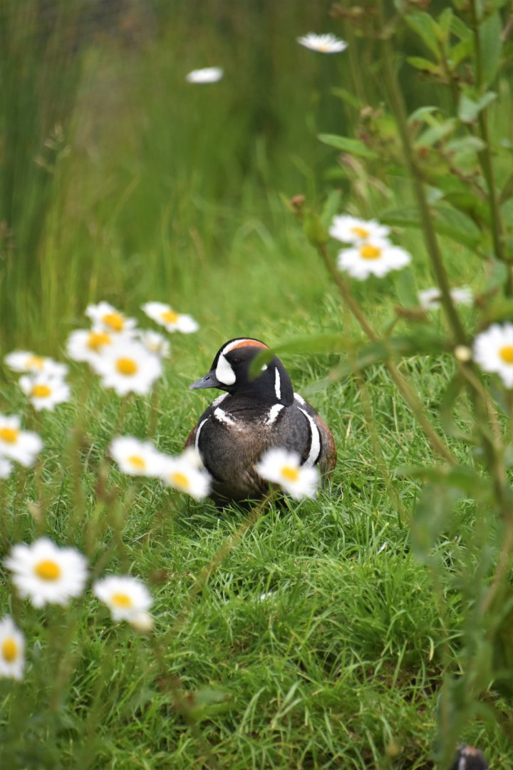 Harlequin duck in the daisies