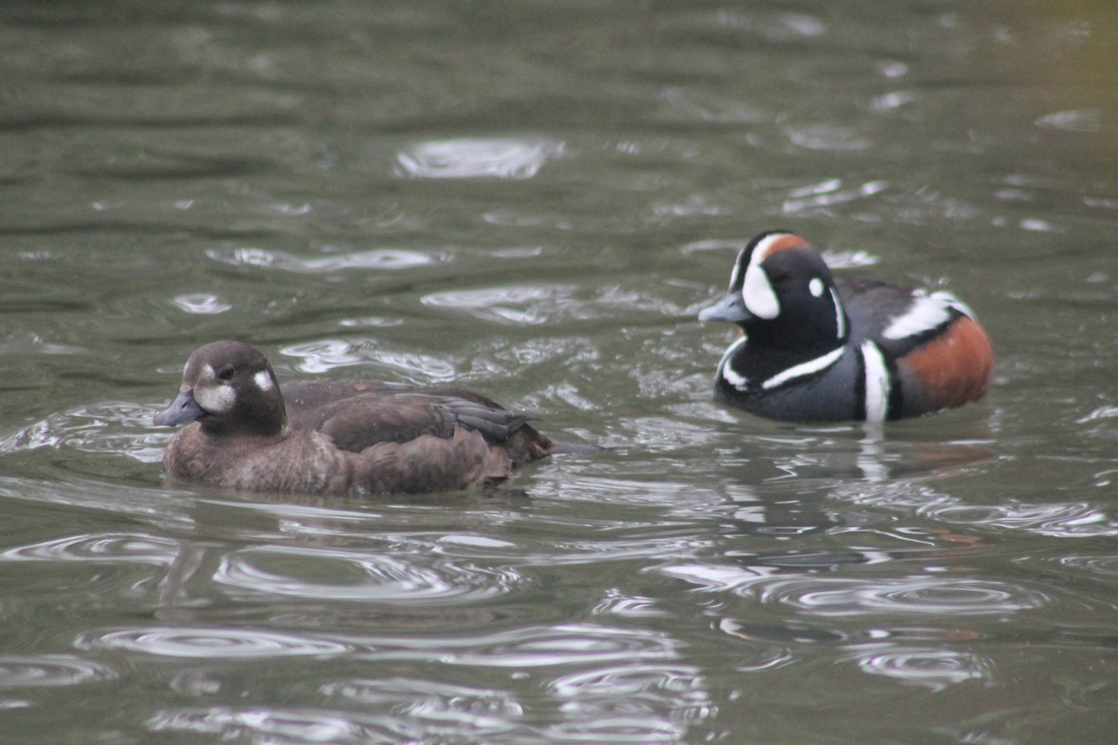 Harlequin duck May 2013
