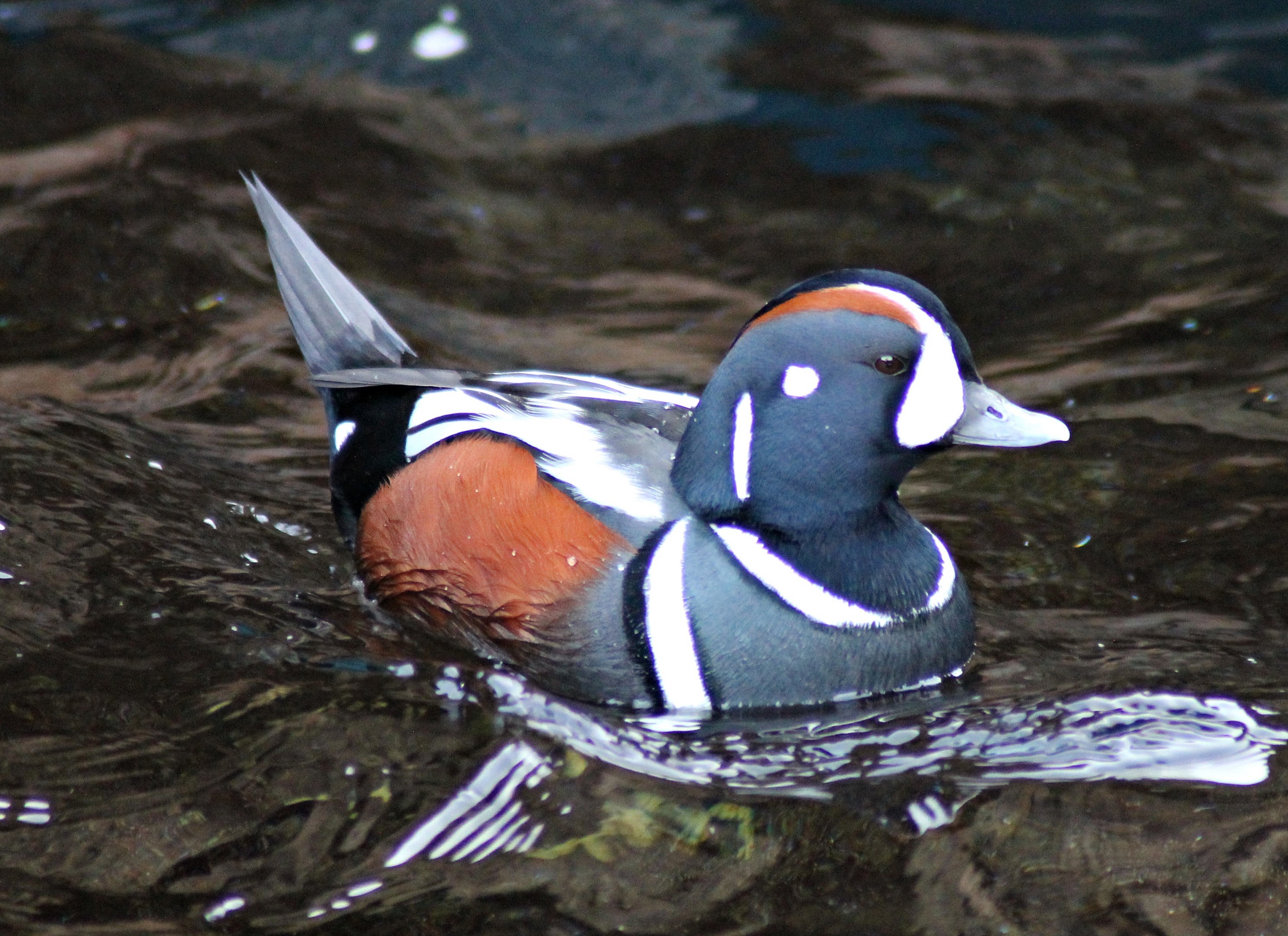 Harlequin duck - Tierpark Hagenbeck