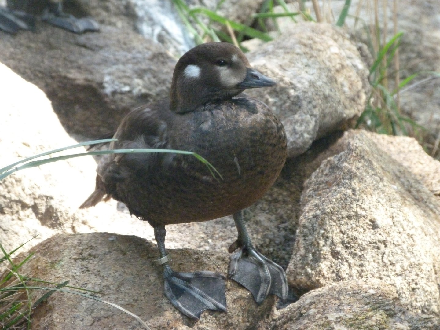 Harlequin duck -Zoo Plzeň (2025)