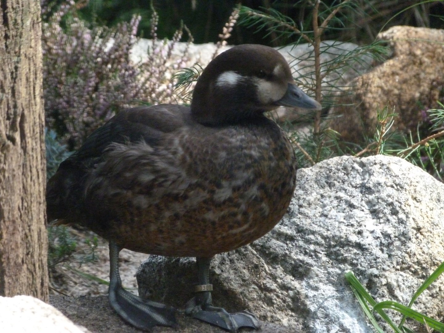 Harlequin duck -Zoo Plzeň (2025)