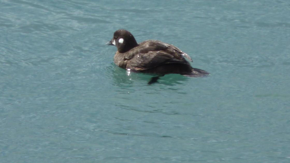 Harlequin Duck