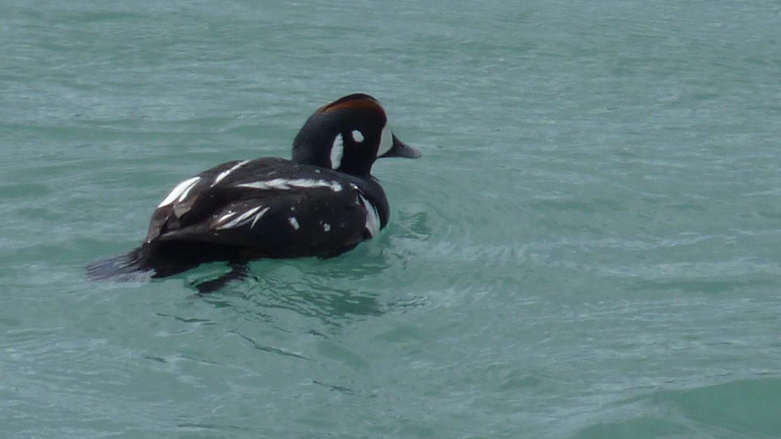 Harlequin Duck