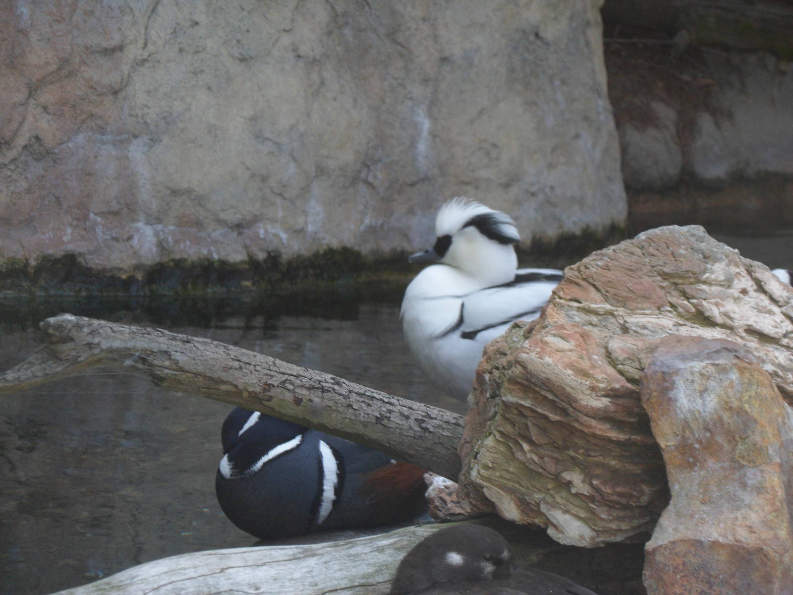 Harlequin Duck