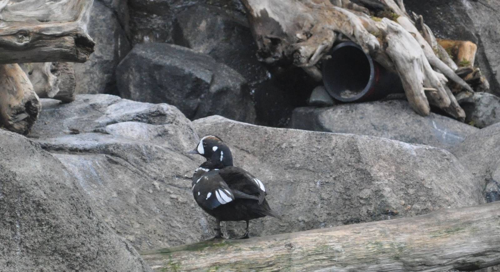 Harlequin Duck
