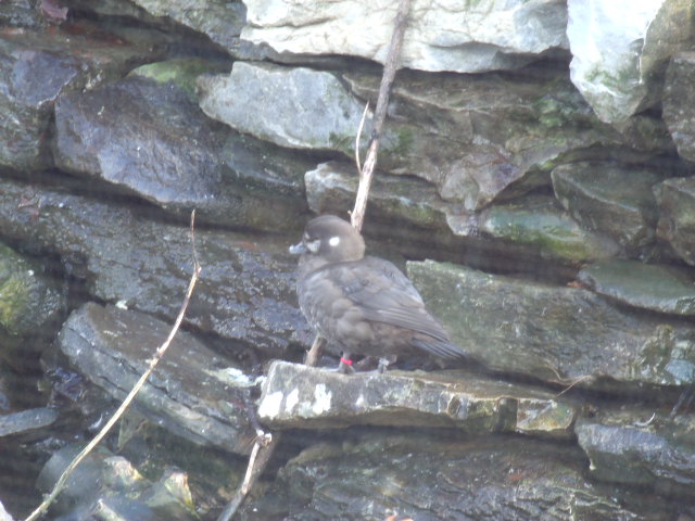 Harlequin Duck