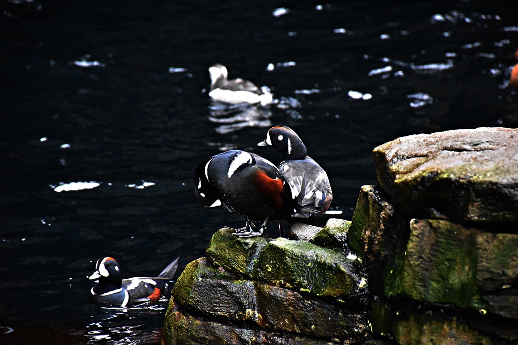 Harlequin duck