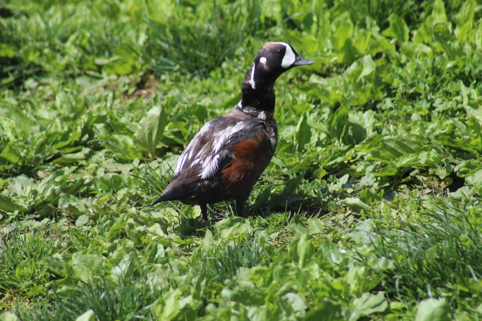 Harlequin Duck