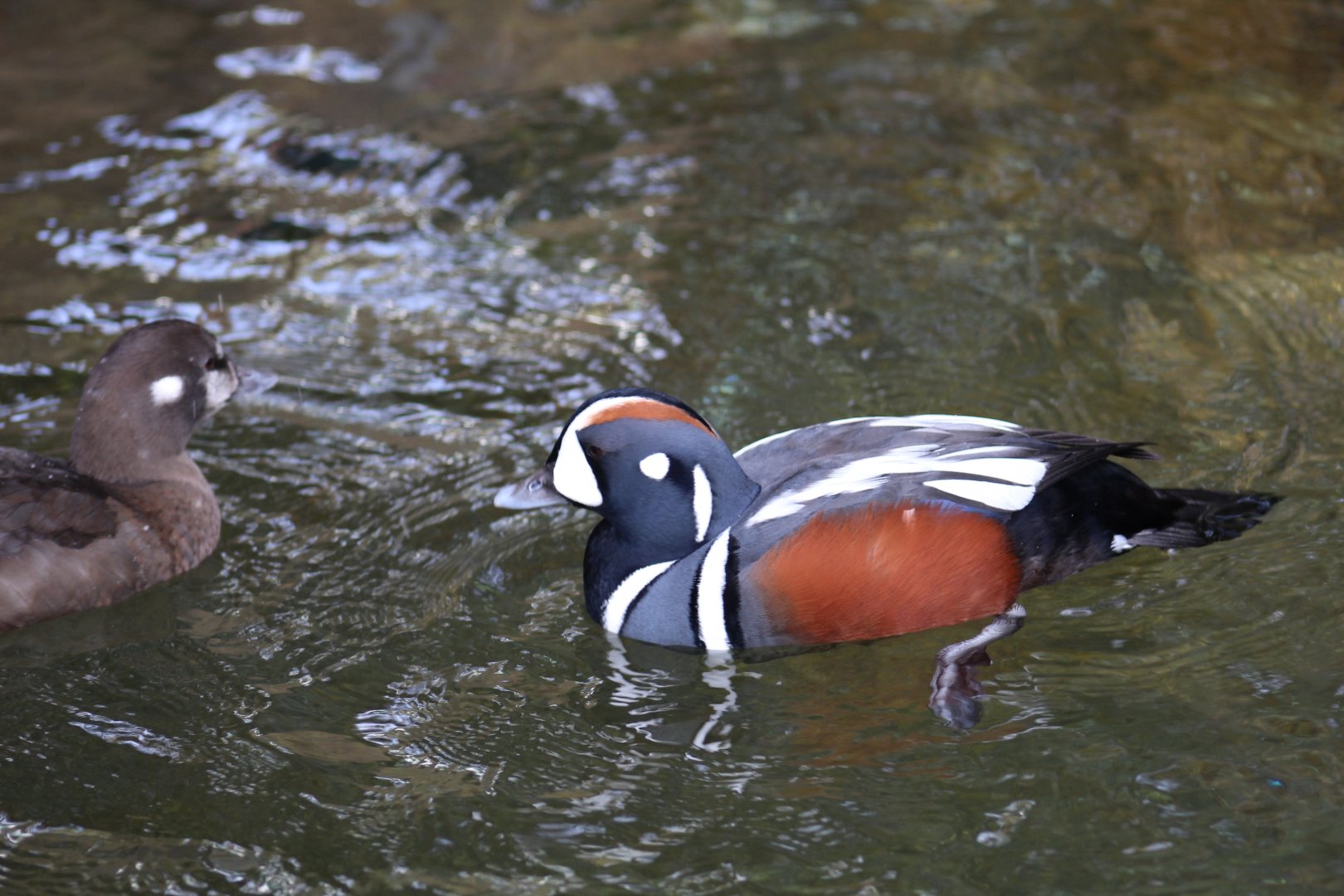 Harlequin Duck