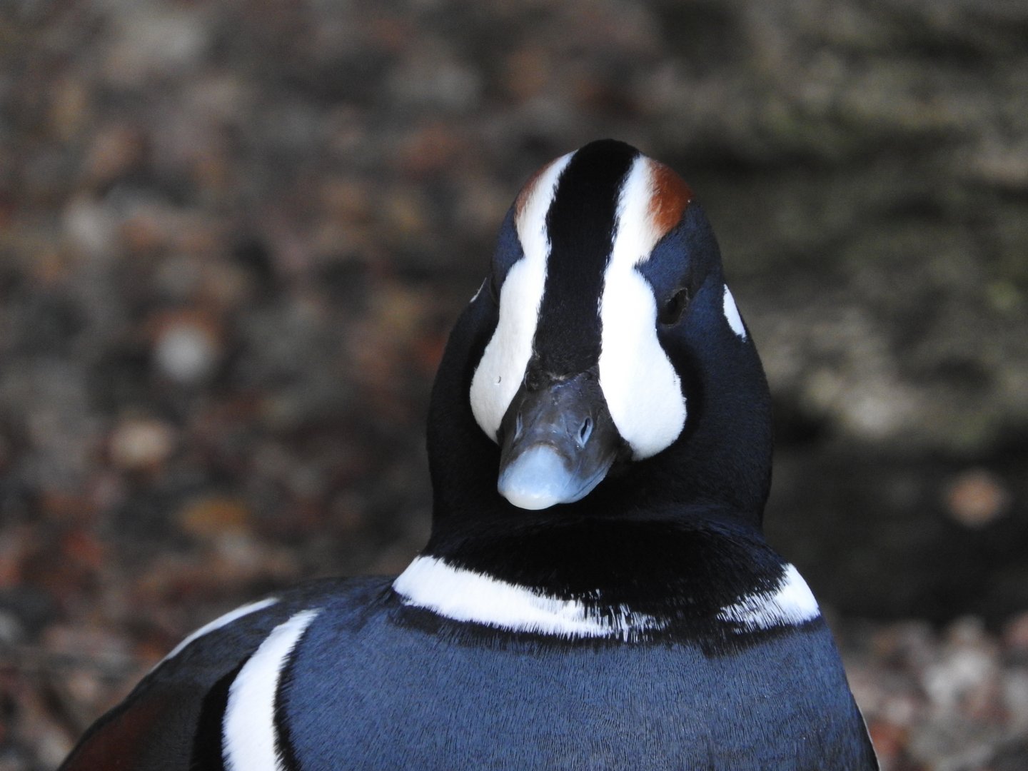 Harlequin Duck