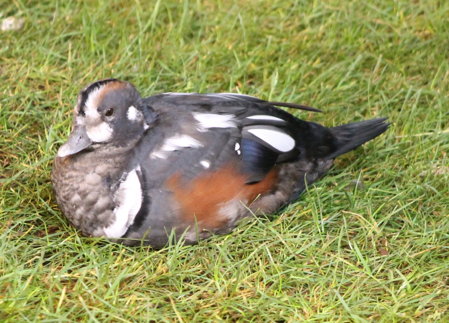 Harlequin duck