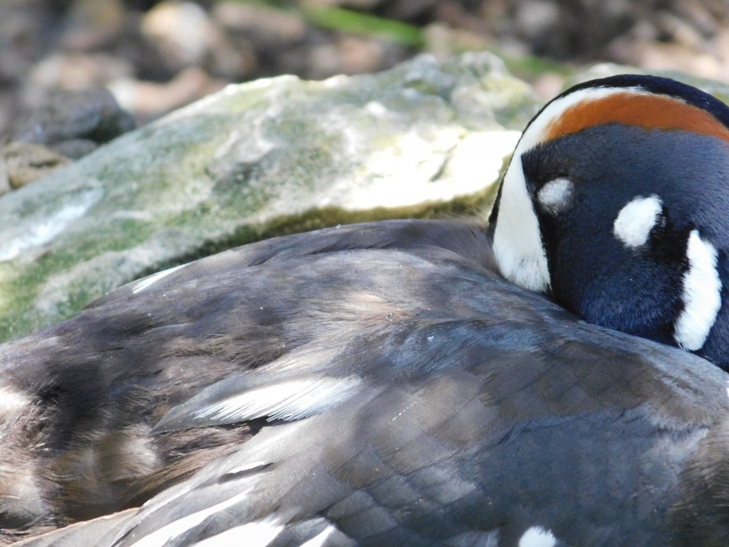 Harlequin Duck