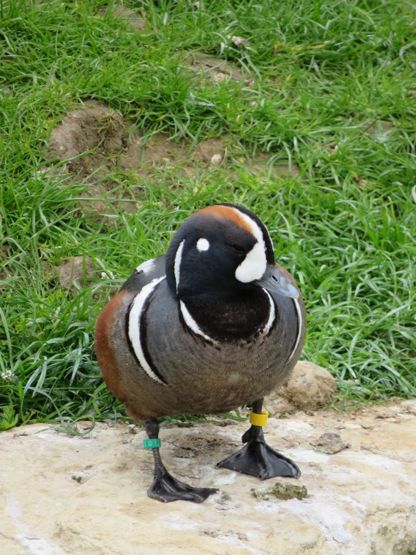 Harlequin duck