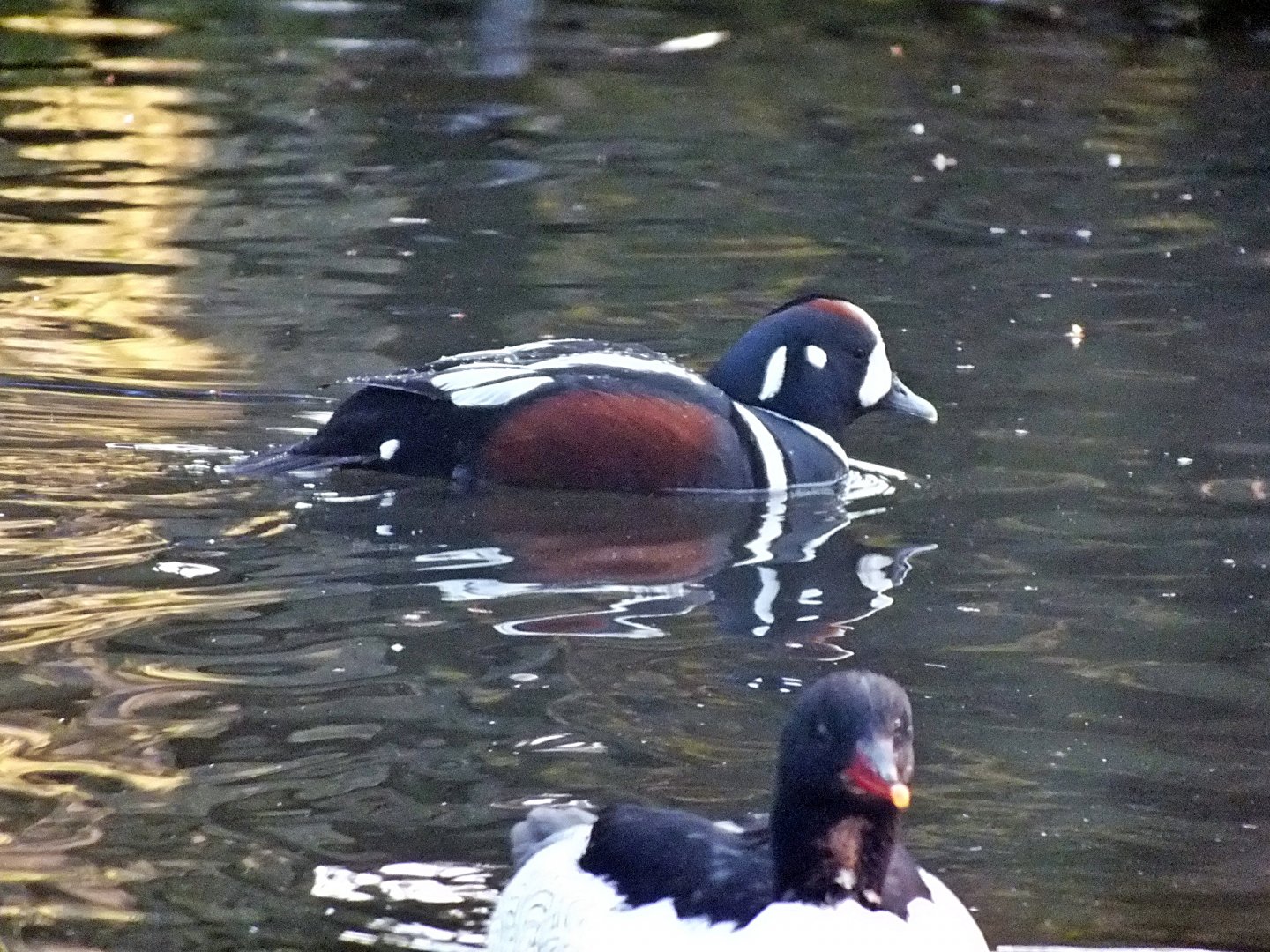 Harlequin duck