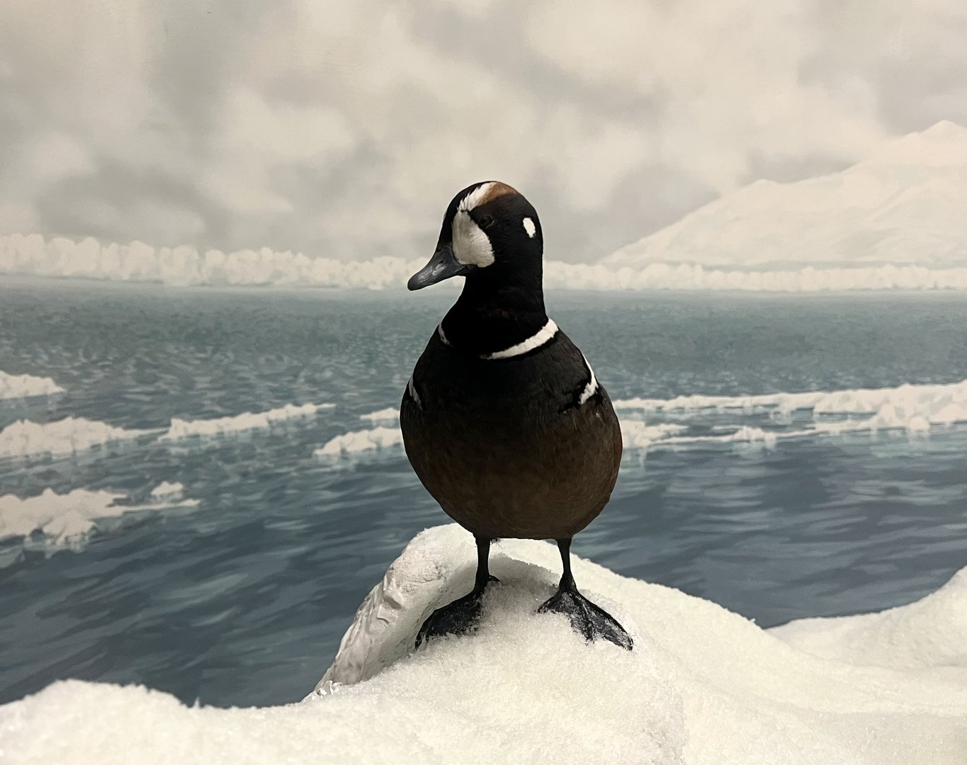 Harlequin Duck