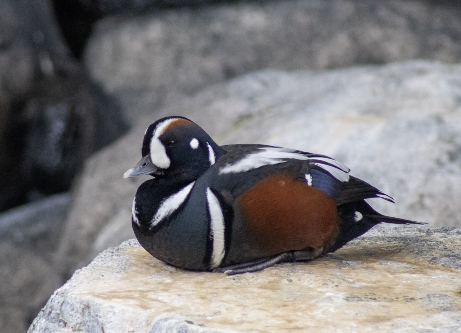 Harlequin Duck