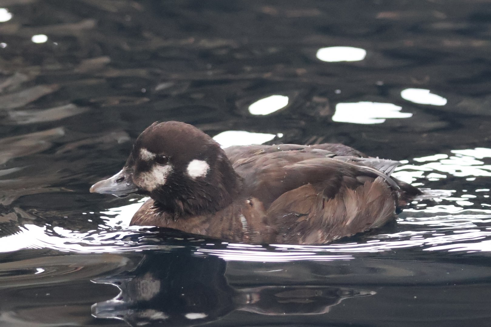 Harlequin Duck