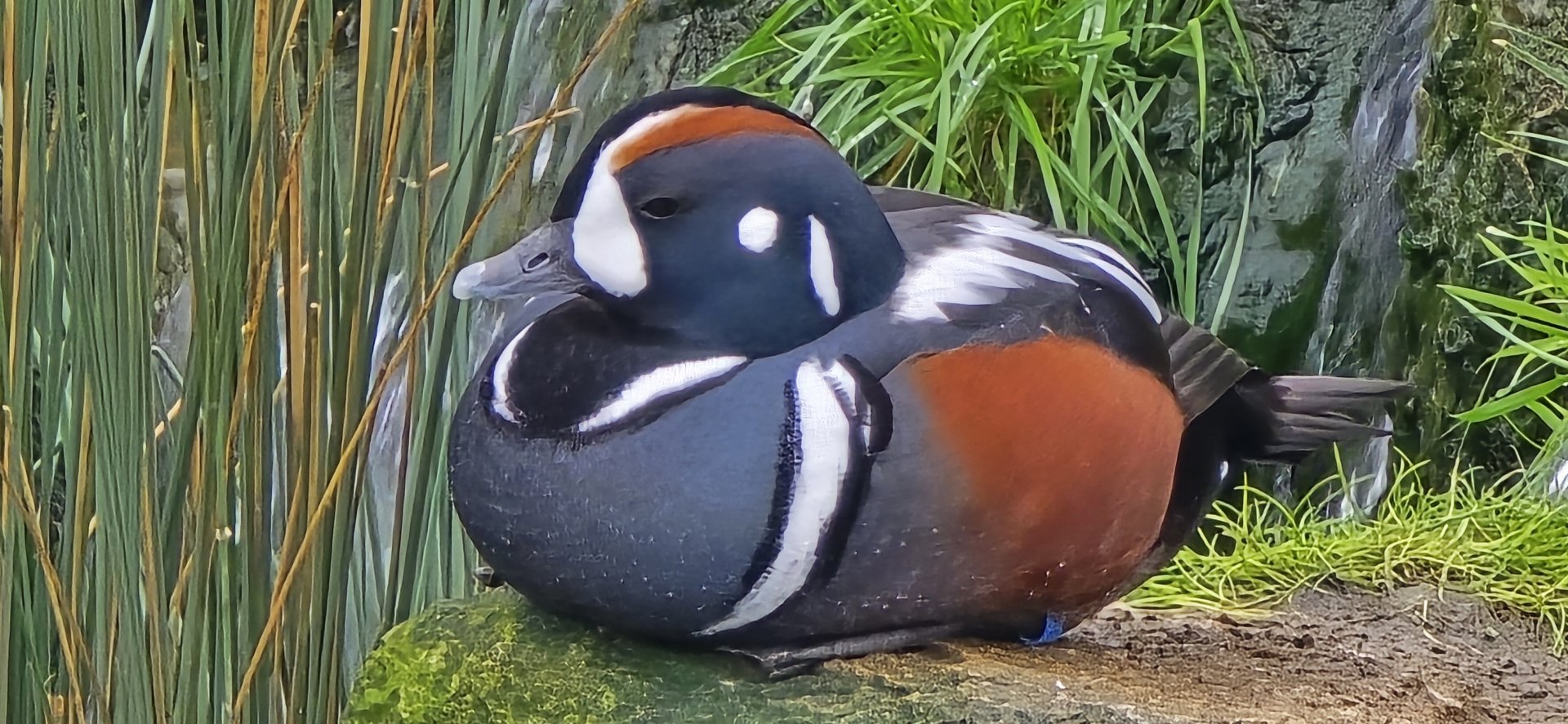 Harlequin duck